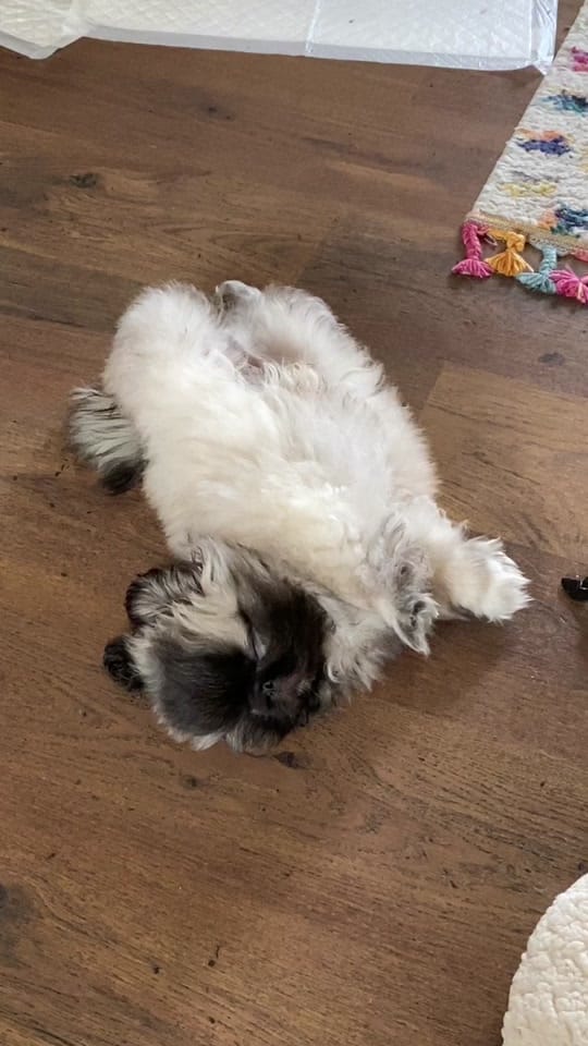 Post 2 by Bridie Husband on TikTok (video)