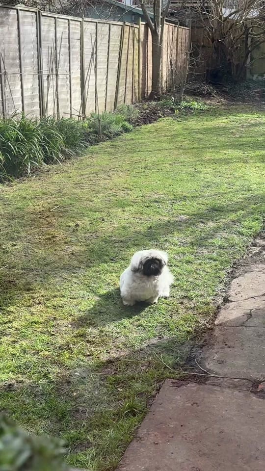 Post 5 by Bridie Husband on TikTok (video)