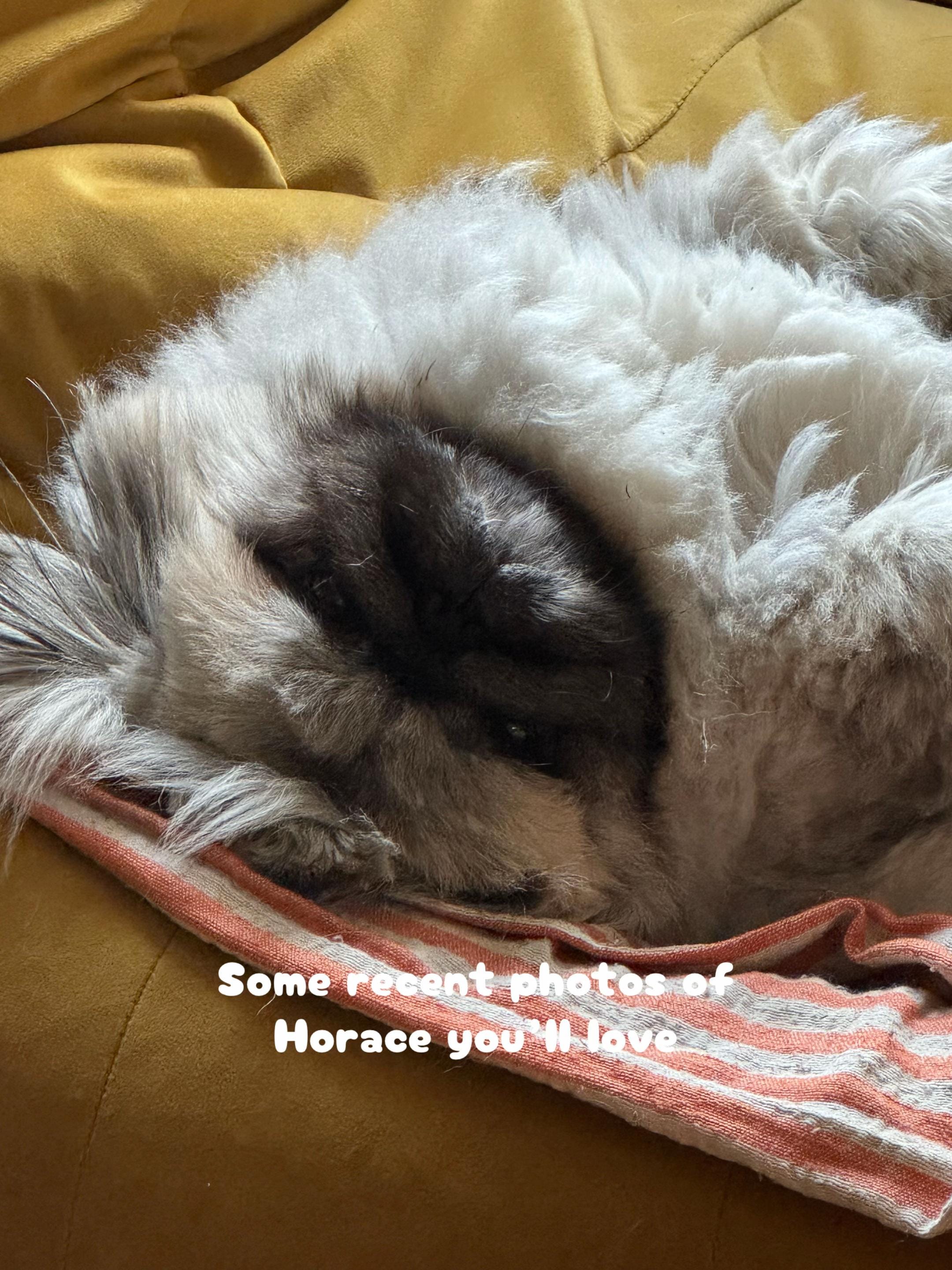 Post 4 by Bridie Husband on TikTok (video)