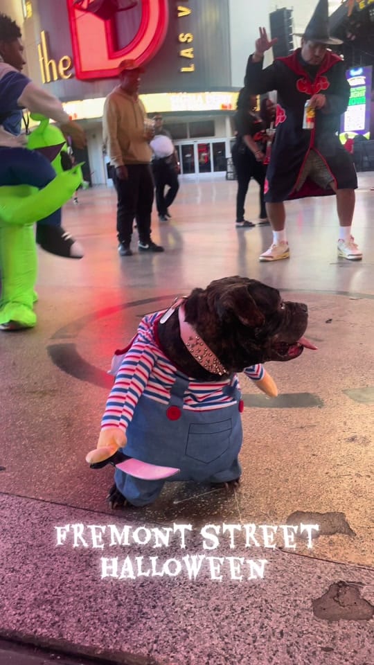 Post 1 by The Hustle Collection on TikTok (video)