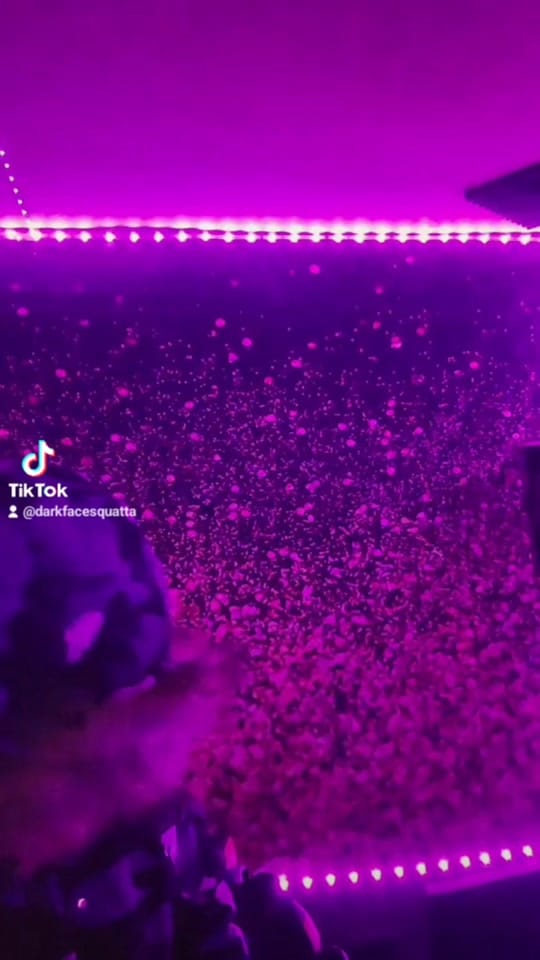 Post 5 by Darkface _ squatta638 on TikTok (video)