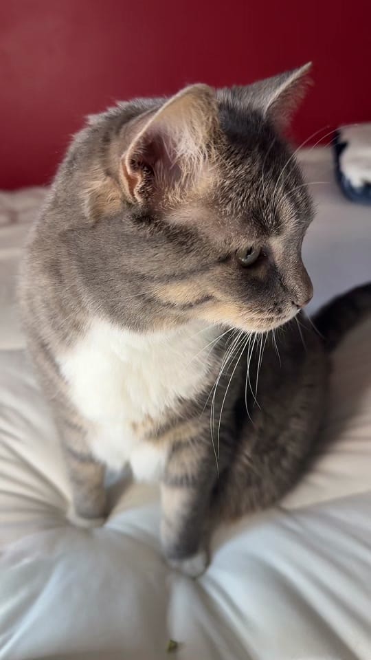 Post 6 by Marble Bear on TikTok (video)