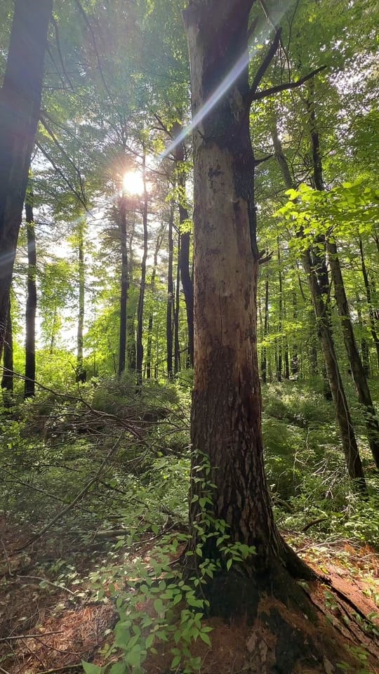 Post 3 by drivenwithdee.wellness on TikTok (video)