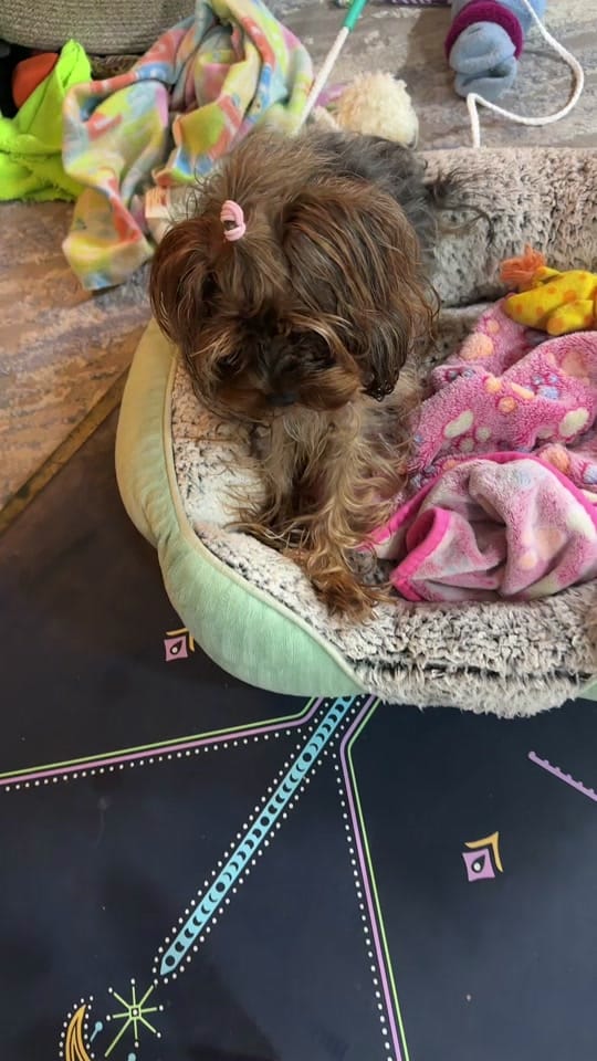 Post 7 by drivenwithdee.wellness on TikTok (video)