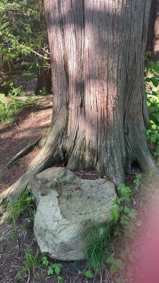 Post 5 by drivenwithdee.wellness on TikTok (video)