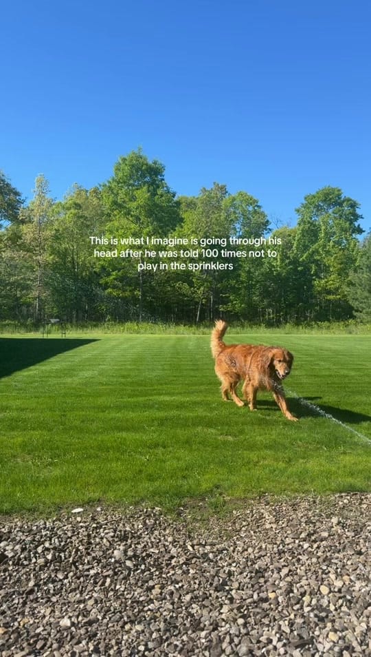 Post 2 by butterballinglex on TikTok (video)