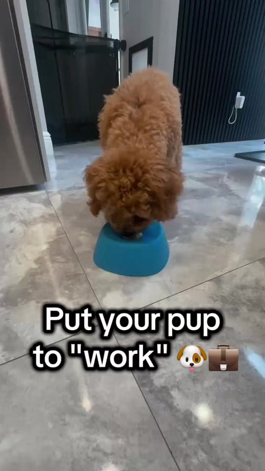 Post 7 by Amber Porter | Home Finds on TikTok (video)