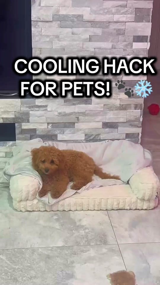 Post 2 by Amber Porter | Home Finds on TikTok (video)