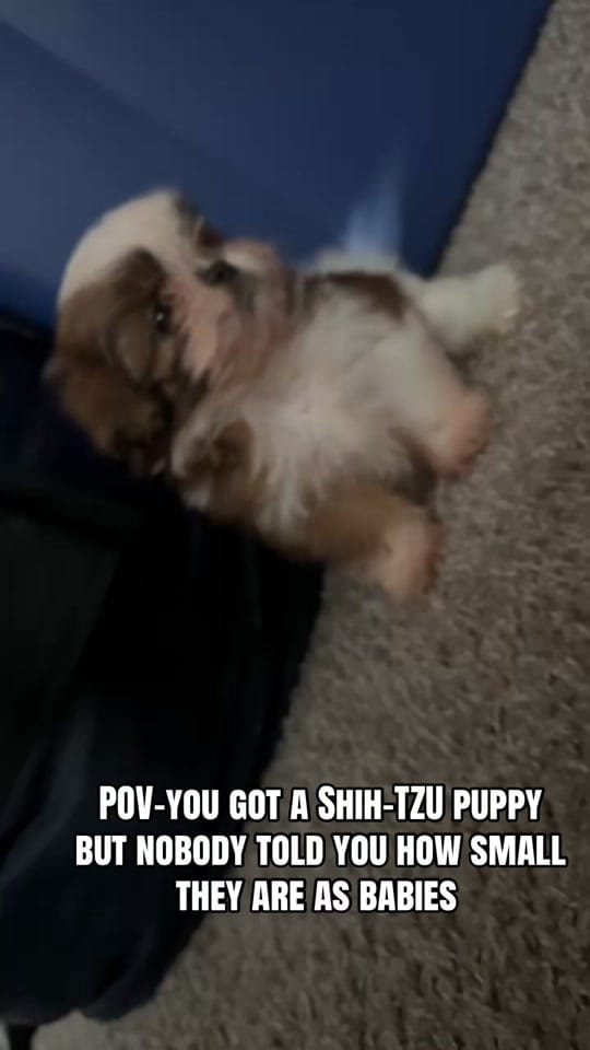 Post 1 by Realkamour on TikTok (video)