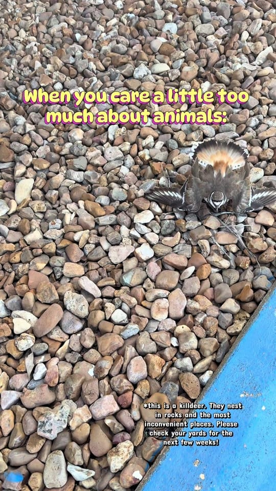 Post 5 by rebecca.hair.cats.books on TikTok (video)