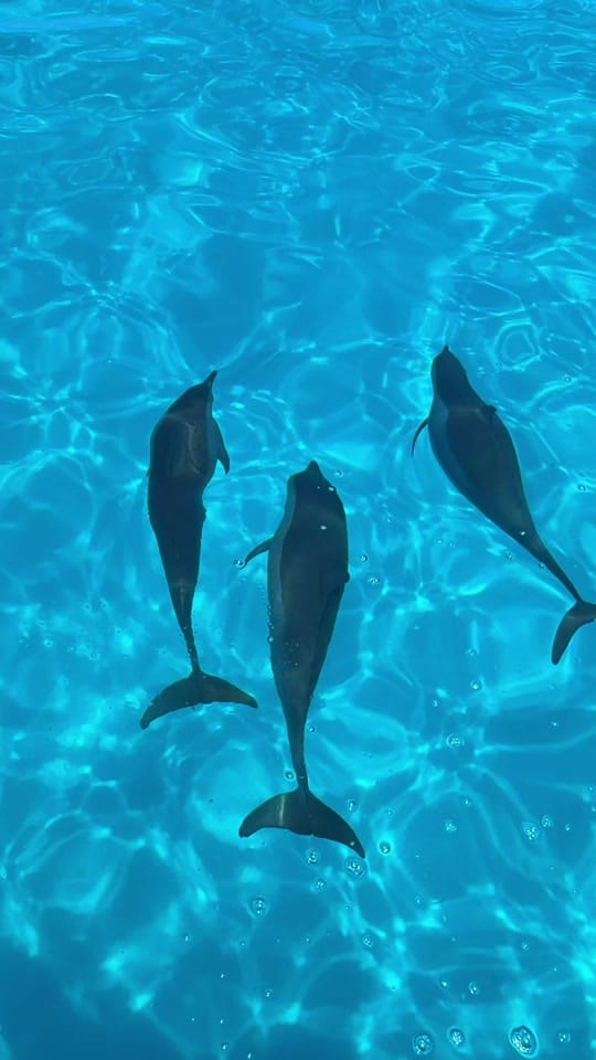 Post 3 by Lisa | Travel Creator on TikTok (video)