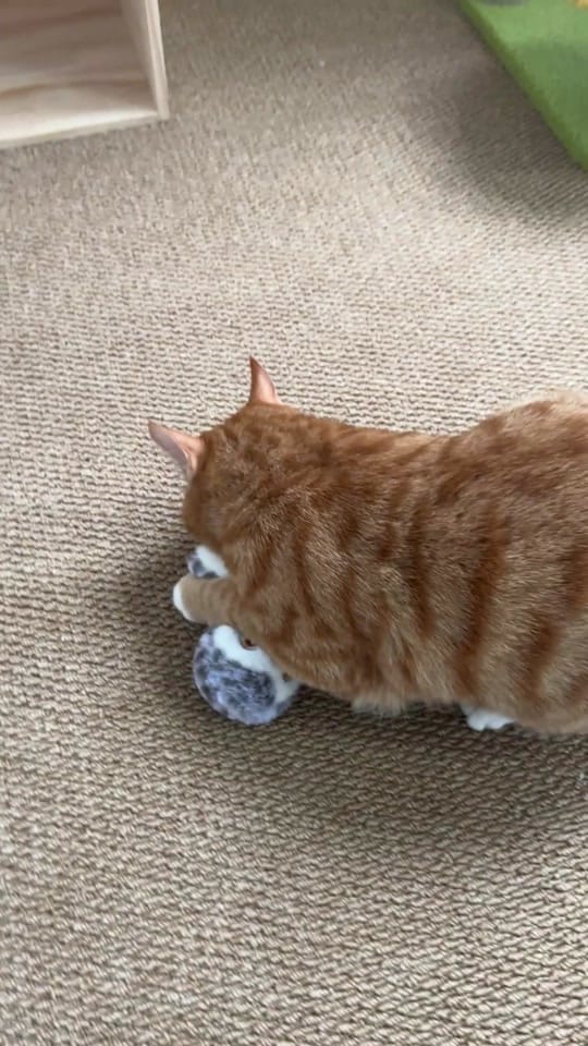 Post 4 by lucyandfriends6 on TikTok (video)