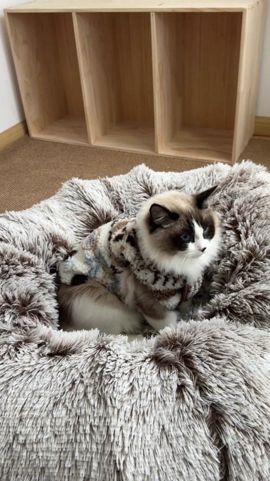 Post 5 by lucyandfriends6 on TikTok (video)
