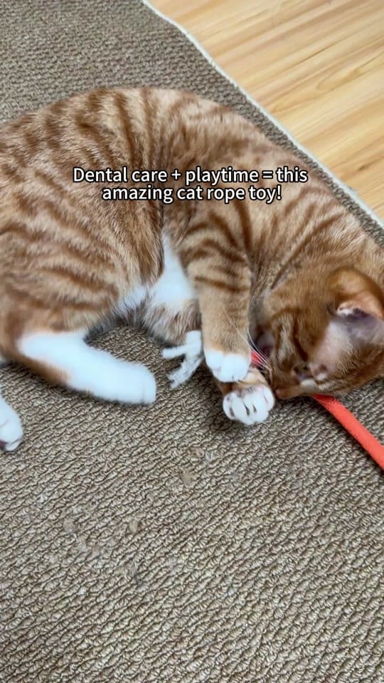 Post 1 by lucyandfriends6 on TikTok (video)