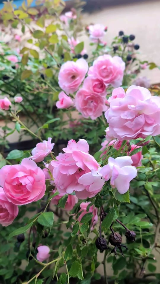Post 4 by 💞Mascha💞 on TikTok (video)