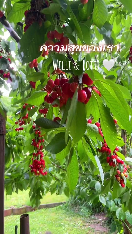 Post 1 by Thara Nelda on TikTok (video)