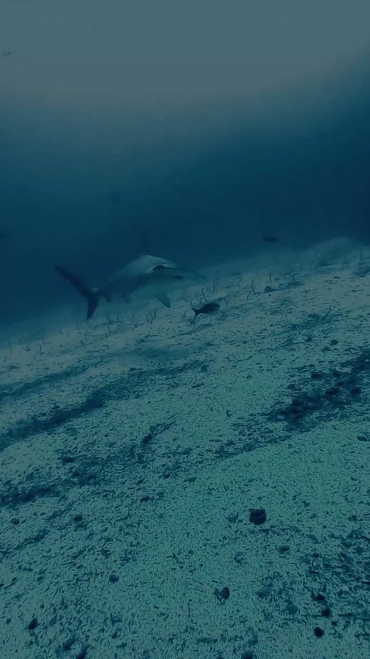Post 7 by Nico 🤙🏽 on TikTok (video)