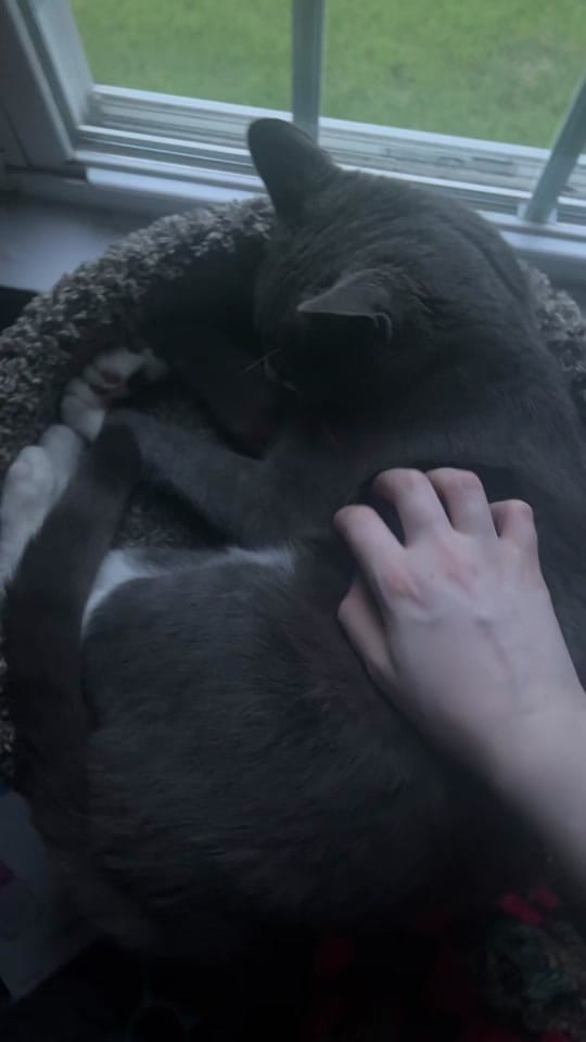 Post 8 by 🌸「 𝐋𝐚𝐧𝐞𝐲 」🌸 on TikTok (video)