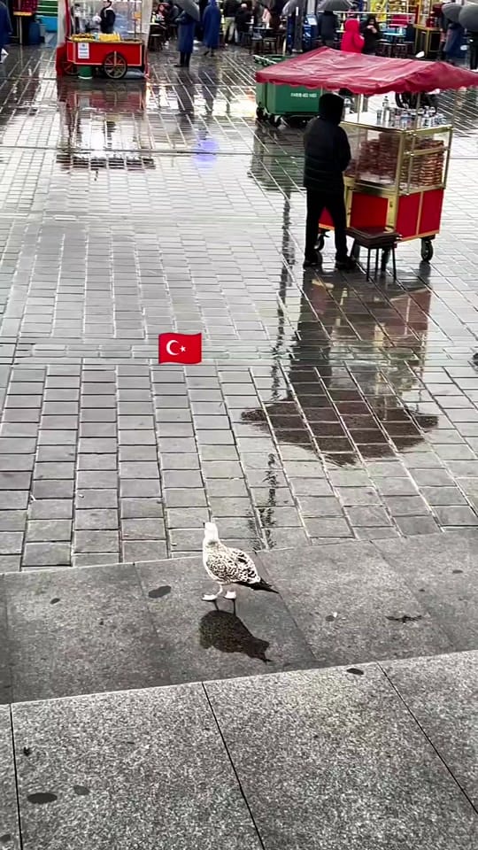Post 8 by 𝓛𝓸𝓼𝓽 𝓲𝓷 𝓔𝓾𝓻𝓸𝓹𝓮✈️ on TikTok (video)