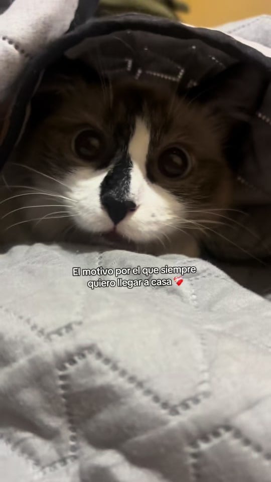 Post 2 by liz_arteag on TikTok (video)