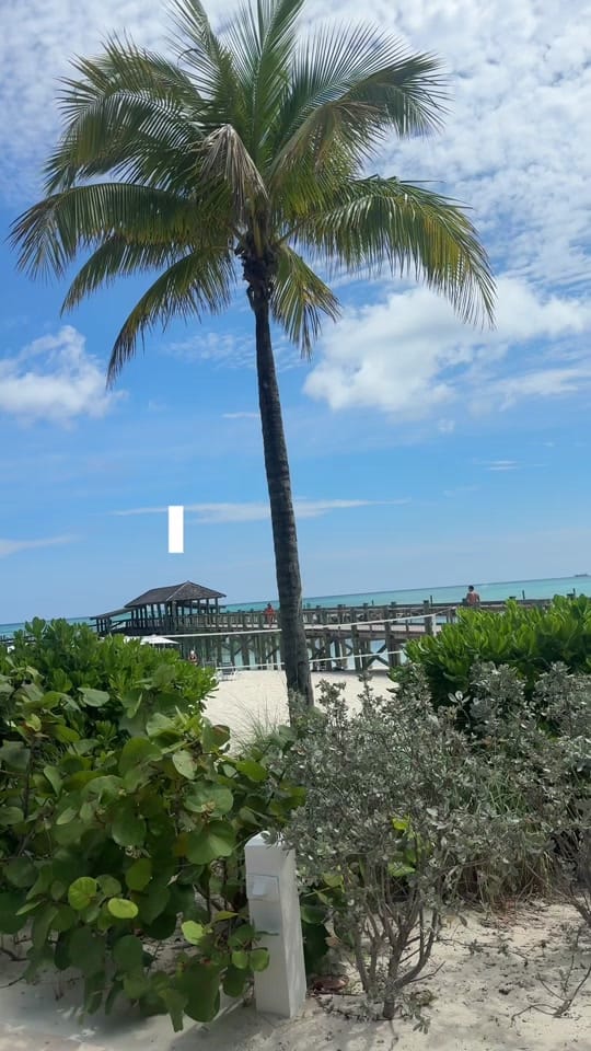 Post 4 by Indie Monet on TikTok (video)