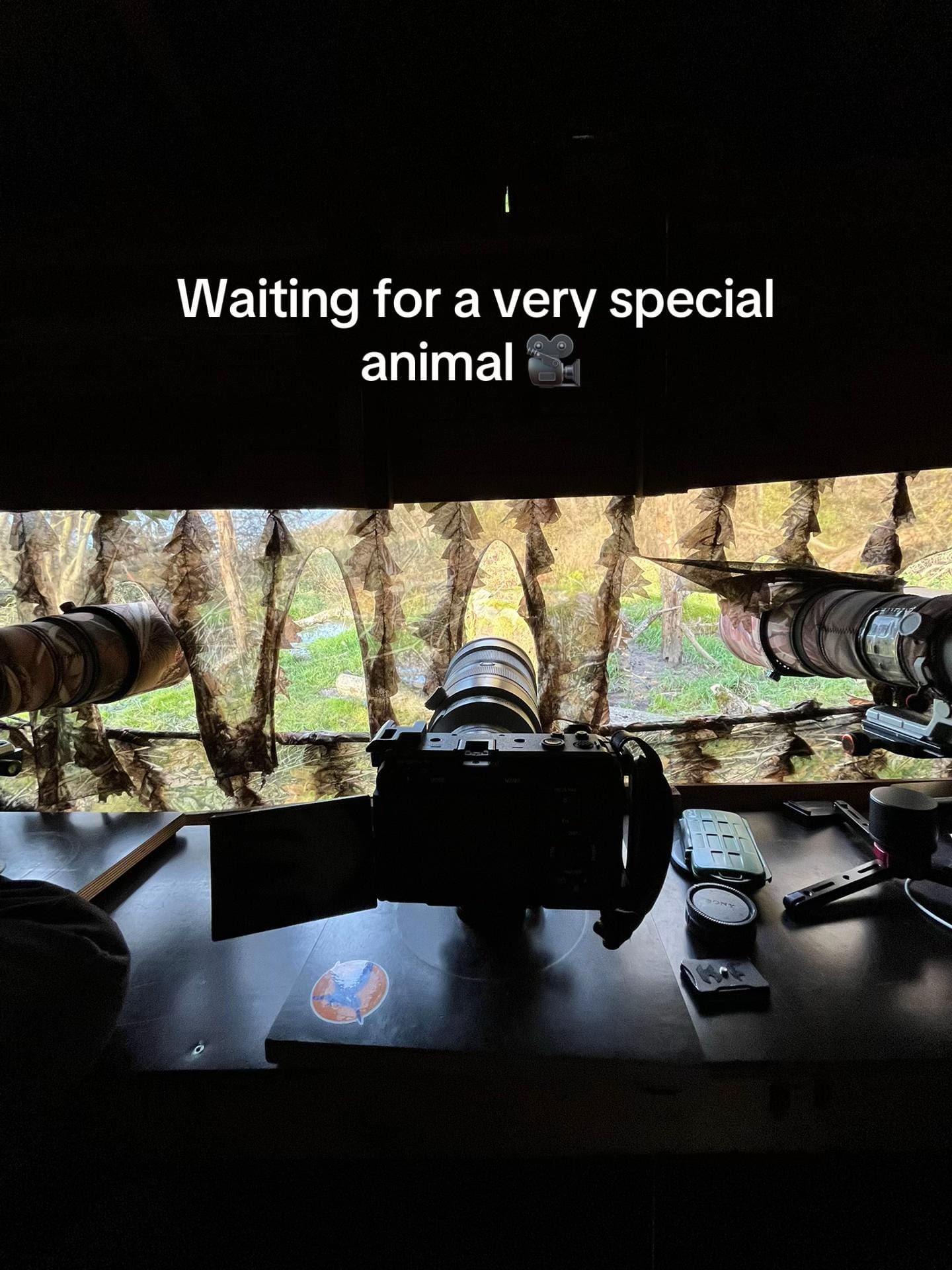 Post 4 by robinswildlife on TikTok (video)