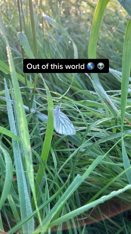 Post 10 by robinswildlife on TikTok (video)