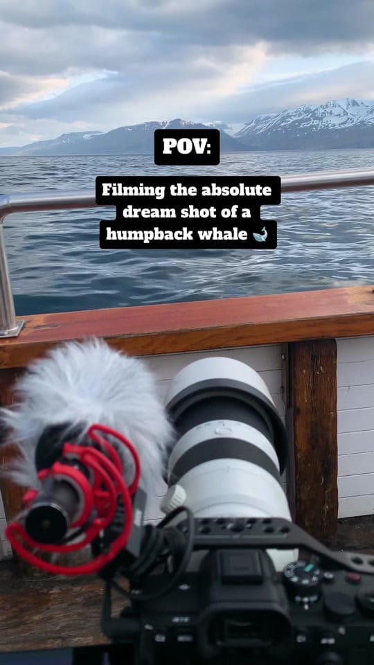 Post 9 by robinswildlife on TikTok (video)