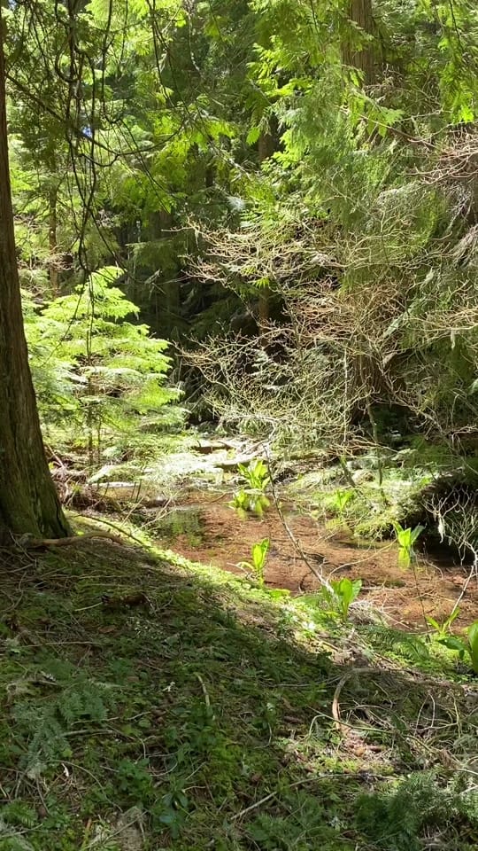 Post 1 by Emily Poole on TikTok (video)