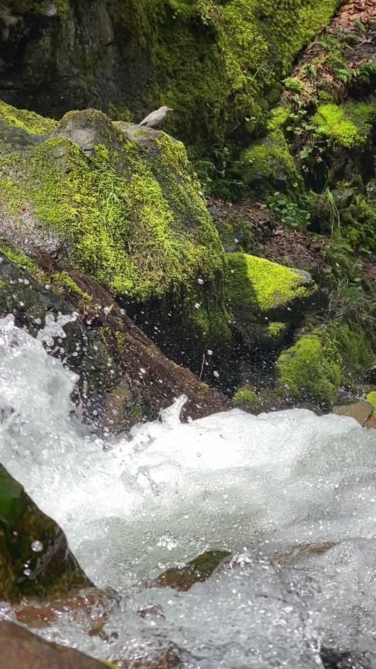 Post 4 by Emily Poole on TikTok (video)
