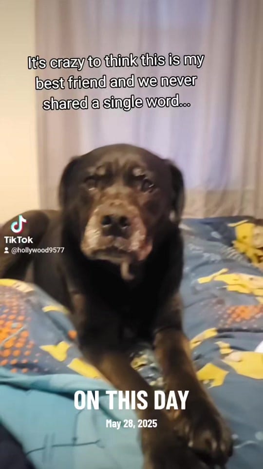 Post 6 by Rob (Hollywood) on TikTok (video)