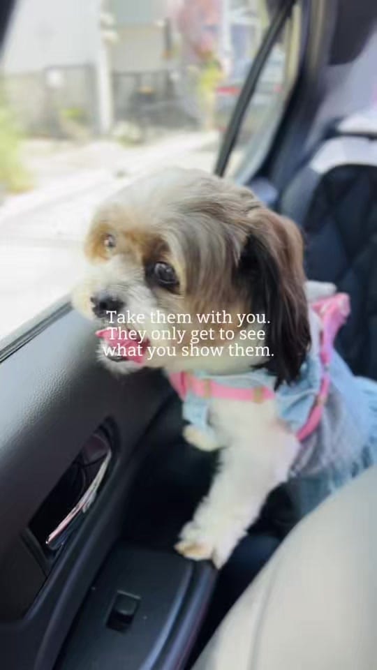 Post 6 by toshii🐶 on TikTok (video)