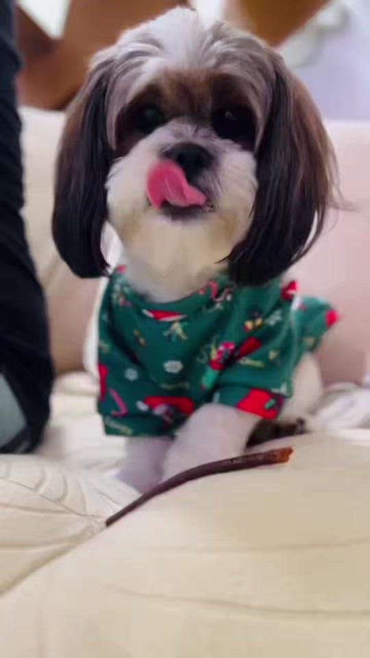 Post 2 by toshii🐶 on TikTok (video)