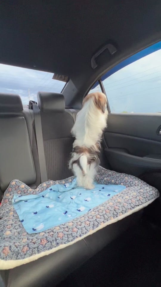 Post 9 by toshii🐶 on TikTok (video)