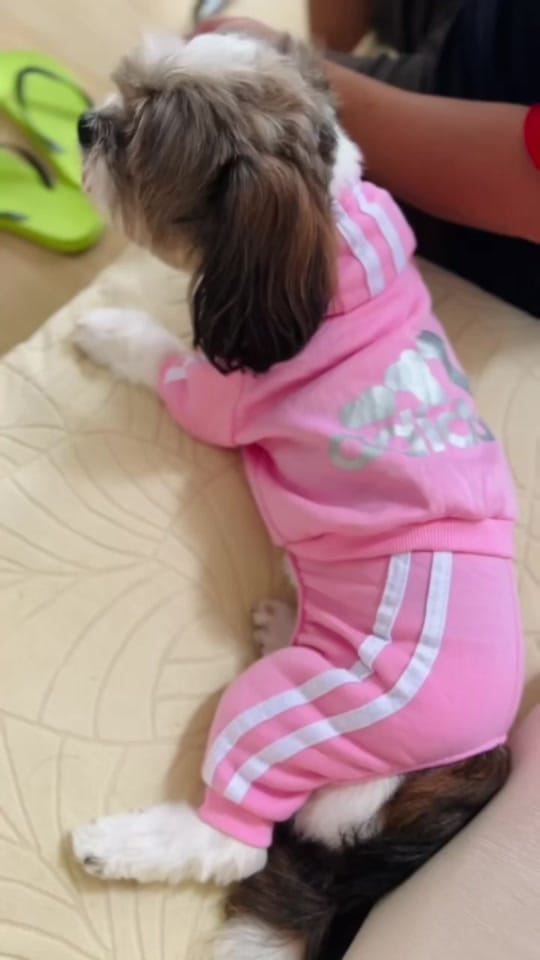 Post 4 by toshii🐶 on TikTok (video)