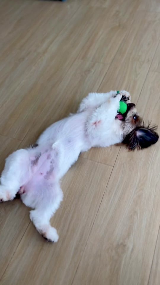 Post 8 by toshii🐶 on TikTok (video)