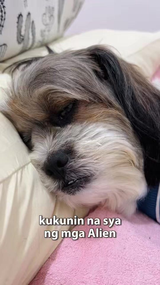 Post 5 by toshii🐶 on TikTok (video)