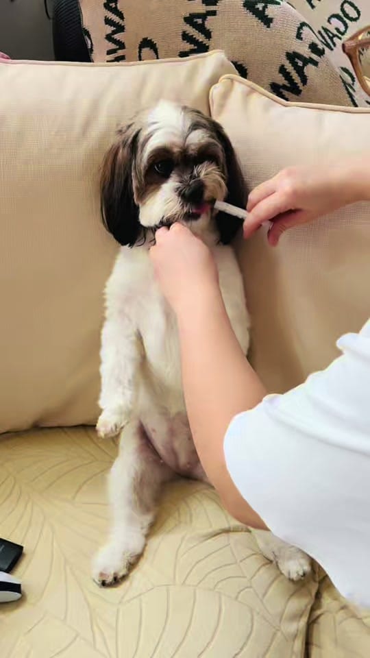 Post 3 by toshii🐶 on TikTok (video)