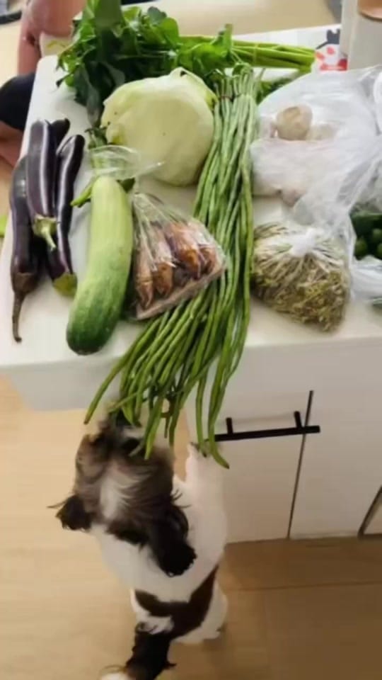 Post 1 by toshii🐶 on TikTok (video)
