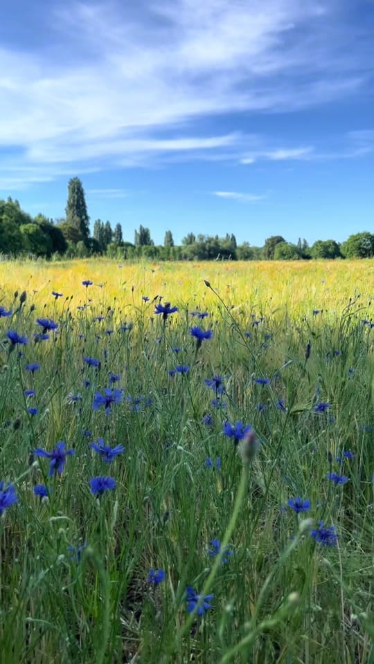Post 6 by Igor Vavilin on TikTok (video)