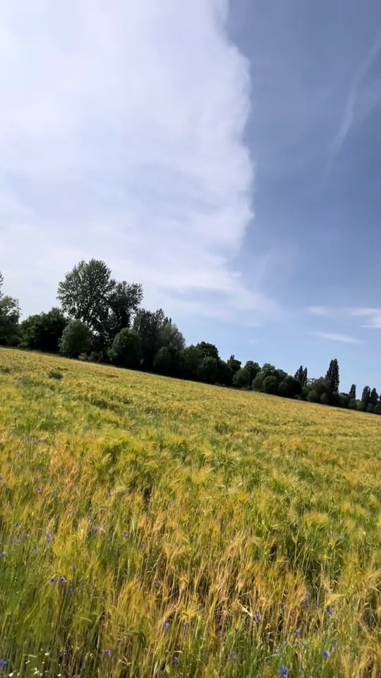 Post 3 by Igor Vavilin on TikTok (video)
