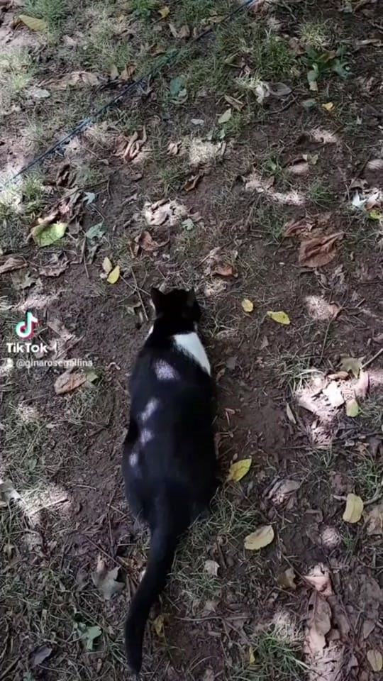 Post 3 by Gina Rose on TikTok (video)