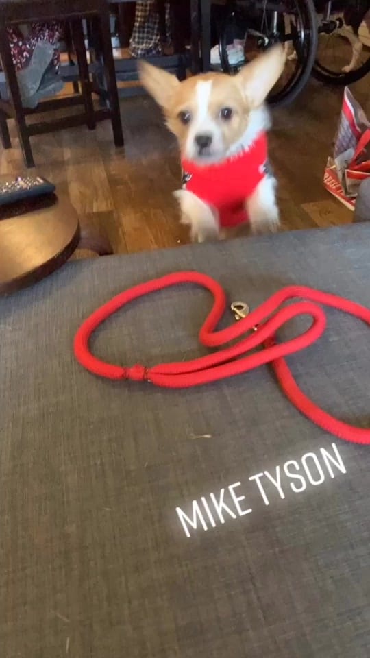 Post 1 by Candi Fa’Boiz on TikTok (video)