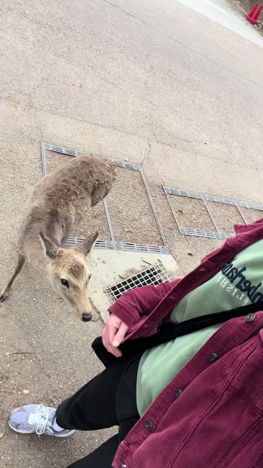 Post 6 by elliecaballe on TikTok (video)