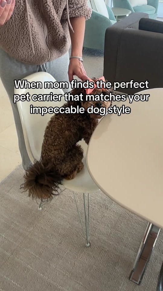 Post 7 by LollyPup on TikTok (video)