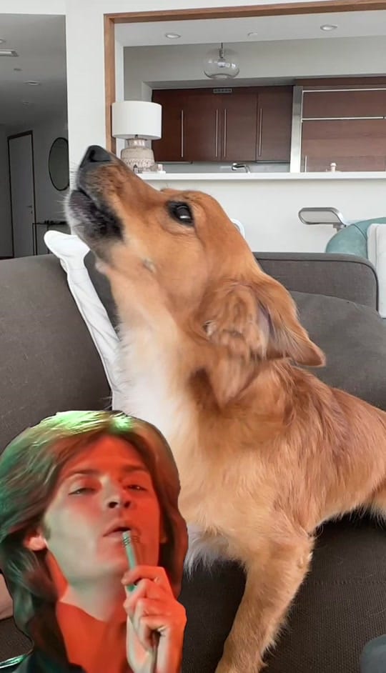 Post 5 by LollyPup on TikTok (video)