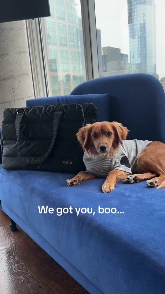 Post 2 by LollyPup on TikTok (video)