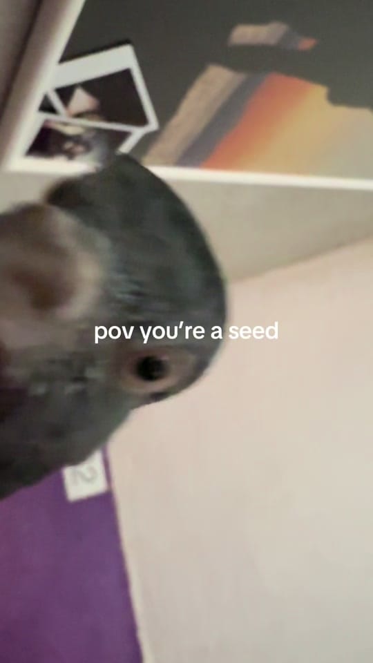Post 5 by May Renner on TikTok (video)