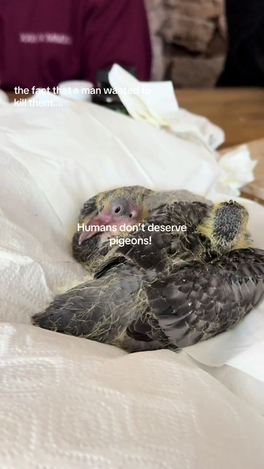 Post 9 by May Renner on TikTok (video)