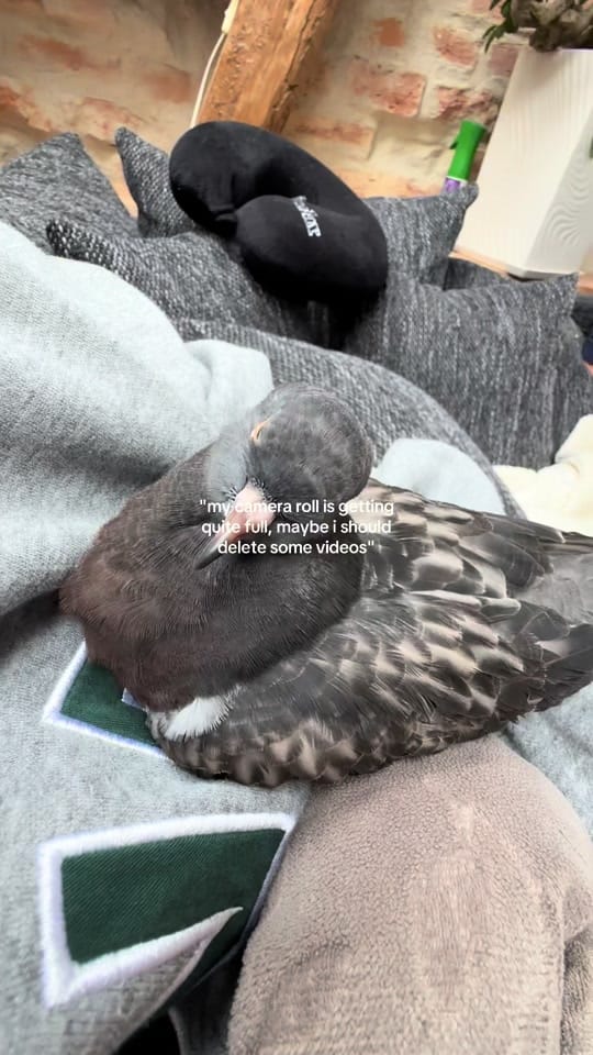Post 1 by May Renner on TikTok (video)